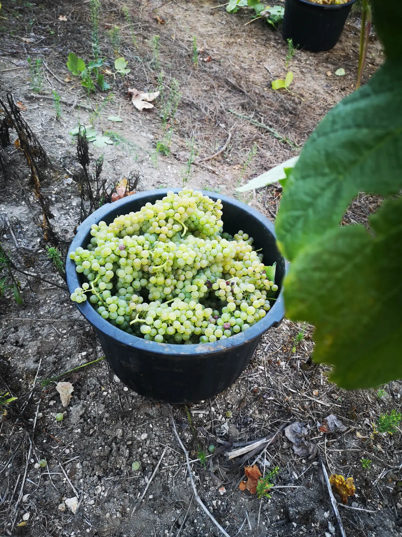 Casta Trajadura